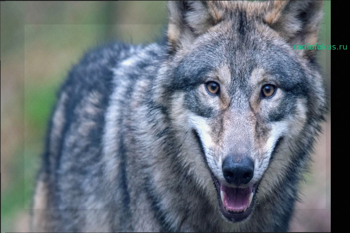 Jagd auf Jungtiere: „Niemand will den Wolf ausrotten“